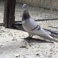 کبوتر پوست پیازی . غوره . ابلغ|پرنده|وحدتیه, |دیوار