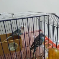 پرنده مرغ عشق