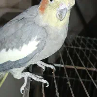 عروس هلندی ماده مست مست