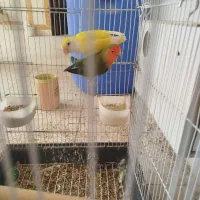 سلام جفت نروماده. وقت رسیدگی ندارم