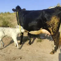 گاو هلشتاسن شیری با گوساله شاروله درجه یک