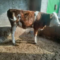 گوساله سیمینتال|حیوانات مزرعه|گنبد کاووس, |دیوار