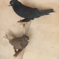 کفتر کبوتر دم سفید|پرنده|شیراز, نیستان|دیوار