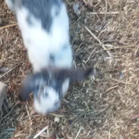 خرگوشه خونی|موش و خرگوش|زابل, |دیوار