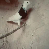 کبوتر طوقی|پرنده|مریوان, |دیوار