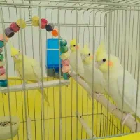 عروس هلندی لوتینو