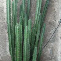 کاکتوس سرئوس