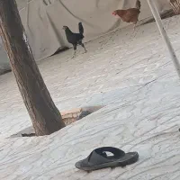 مرغ