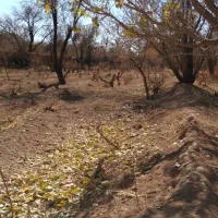 فروش باغ خوش جا با قیمت استثنایی|فروش زمین و ملک کلنگی|بهمن صغاد, |دیوار