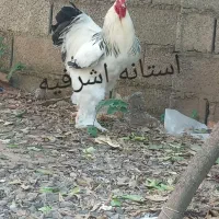 تخم برهما لایت رومانی اصل