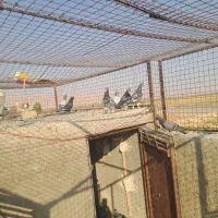 کبوترپلاکی|پرنده|شیراز, قلعه نو|دیوار