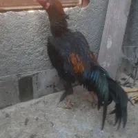 خروس لاری|حیوانات مزرعه|بجنورد, |دیوار