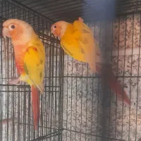 جفت ها گرینچیک مولد پایدردچیک|پرنده|تهران, افسریه شمالی|دیوار