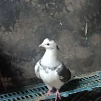 کبوتر پرشی تضمین|پرنده|فاضل آباد, |دیوار