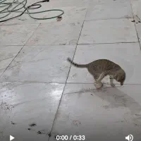 گربه فوتبالست