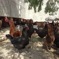 مرغ و خروس جوان|حیوانات مزرعه|خاوران, |دیوار