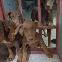 توله دوبرمن واگذاری|سگ|تربت جام, شهید نصرالهی|دیوار