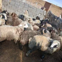 فروش بره نرمخصوص کشتار