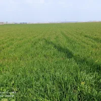 55-هکتار-زمین-کشاورزی-مرغوب-6دانگ