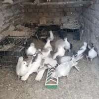 کبوتر صده همه مدل