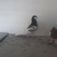 شهری و بهبونی
