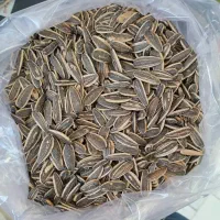 تخمه خام کانادایی به صورت عمده