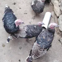 ۴تا بوقلمو محلی|حیوانات مزرعه|ماکو, |دیوار