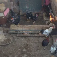 مرغ و خروس|حیوانات مزرعه|شیراز, دباغ خانه|دیوار