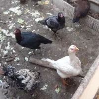 مرغ لاری خروس لاری و محلی. امریکایی.