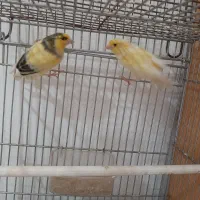 جفت قناری نرو ماده قورولتی|پرنده|اردبیل, |دیوار