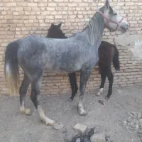 فروش اسب مادیان و کره|اسب و تجهیزات اسبسواری|آباده, |دیوار