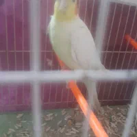 عروس هلندی نرماده