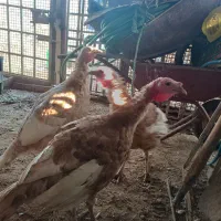 بوقلمون جوجه مرغ گلین