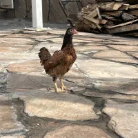 کوشامو ژاپنی|حیوانات مزرعه|رباط‌کریم, رباط‌کریم|دیوار