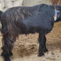 کره نر چاق سالم سرحال  (تخفیف خوب پای معامله)|حیوانات مزرعه|آبپخش, |دیوار