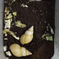 حلزون پوستی