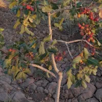 باغ پسته ۳۰۰۰ متری جباراباد دینور|فروش زمین و ملک کلنگی|کرمانشاه, |دیوار