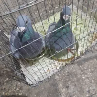 پلاکی اصیل دوبی