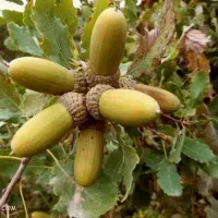 بلوط تازه سراب میمه