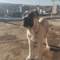 سگ سرابی ۴ماهه