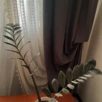 گل آپارتمانی|گل و گیاه طبیعی|فردیس, منظریه|دیوار