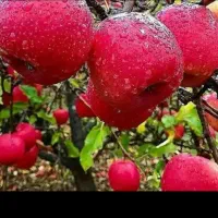 از نهالستان مستقیم بدون واسطه گردو صنوبر و بادام|خدمات باغبانی و درختکاری|بانه, |دیوار