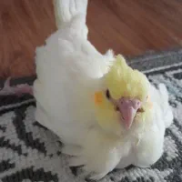 جوجه عروس هلندی|پرنده|شاهین‌شهر, طالقانی|دیوار