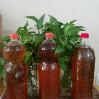 سرکه انگور اعلا