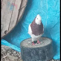 توضیحات رو بخون