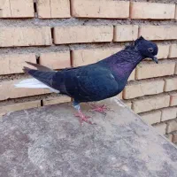 اشعل