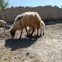 میش شیشک با بره ماده