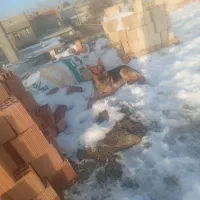 سگ ژرمن سگ حرف گوش کن