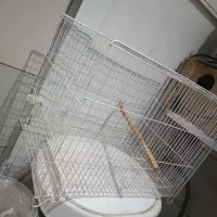 لوازم پرورش عروس هلندی|لوازم جانبی حیوانات|گنبد کاووس, |دیوار