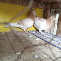 پرنده سرای امیدیان
